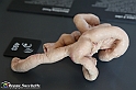 VBS_2762 - Intestino tenue - Mostra Body Worlds